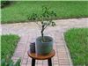 Ficus benjamina &quot;too small&quot; 10/30/06 after trim