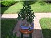 Ficus nitida 10/30/06 before trim