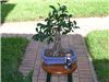 Ficus nitida 10/30/06 after trim
