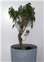 Ficus benjamina &quot;too small&quot;