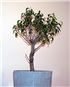 Ficus benjamina &quot;too small&quot; post-trim